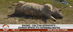 Απίστευτο βίντεο – Επιτήδειοι στον Ασπρόπυργο πουλάνε σάπια και καμένα ζώα!