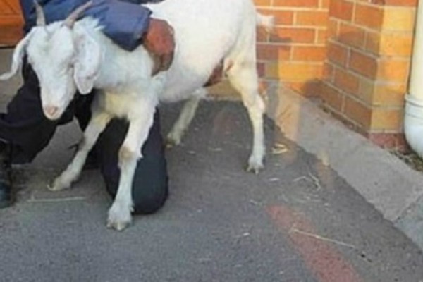 Σοκ – Σύλληψη για ασέλγεια σε… κατσίκα στο Μενίδι!