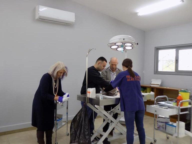 Δεκάδες στειρώσεις αδέσποτων από το Δήμο Φυλής τη Δευτέρα 4 Απριλίου, Παγκόσμια Ημέρα των αδέσποτων ζώων