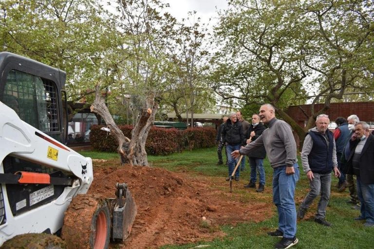 Δήμος Φυλής –  Επιχείρηση για τη φύτευση μεγάλων ελαιοδέντρων