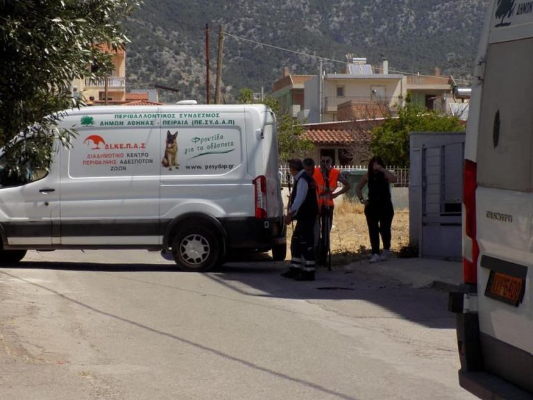 Eπιχείρηση περισυλλογής αδέσποτων ζώων από το Δήμο Φυλής